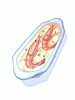 Creamy Shrimp Pasta