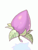 [Gift] Mastela Fruit