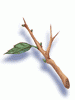 Evil Tree Branch