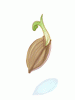Flip Seed