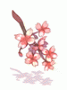 Ramo de Sakura