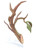 Dry Twig