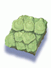 Old Turtle Shells