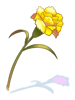 Alamanda Amarela