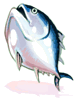 Fresh Tuna Charm [1]