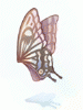 Fairy Wing