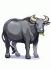 Costume Carabao