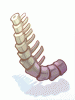 Tikbalang's Thick Spine