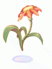 Beautiful Flower