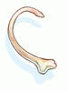 Jormungand rib