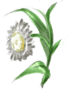 Menta