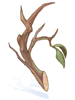 Strong Branch