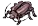 Thief Bug Larva