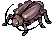 Thief Bug Female